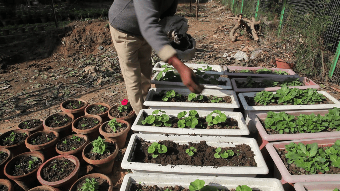 Leaf mulch is very high in nutrients and saves water by retaining moisture in the soil.