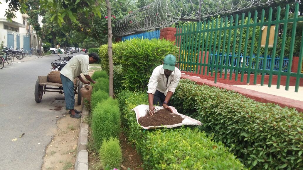 Nirvana compost being used in common greens.jpg