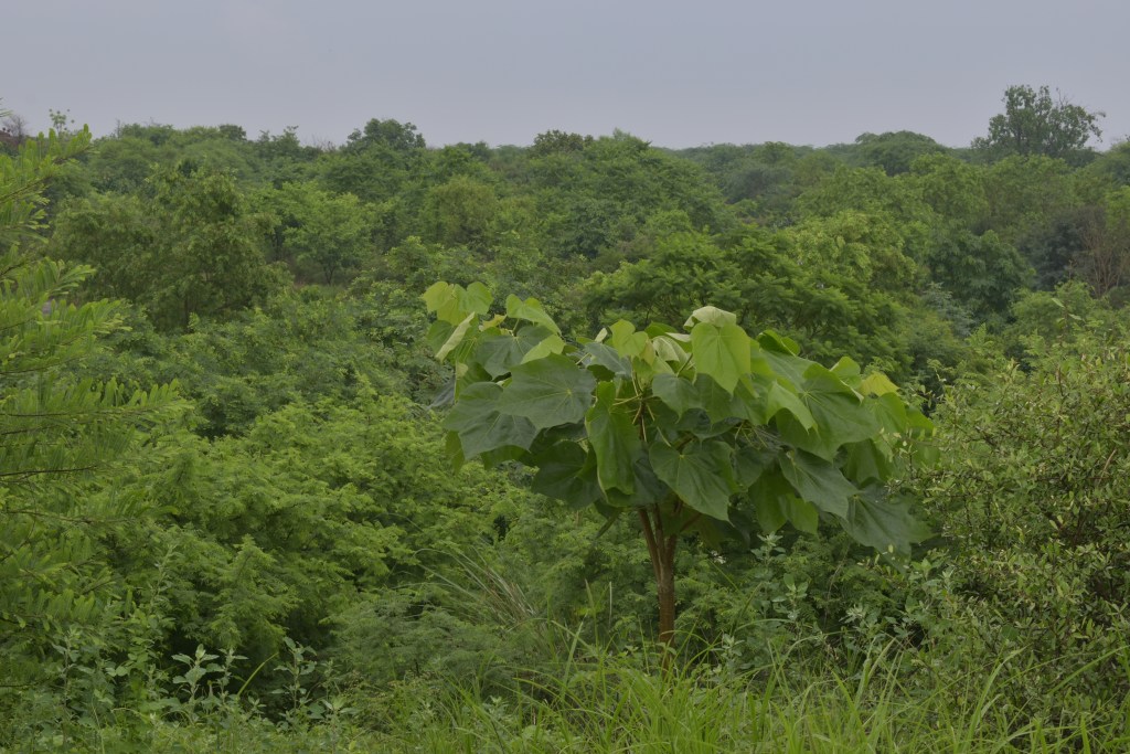 NATIVE PLANTING IN THE ARAVALLIS – Healing Our Cities