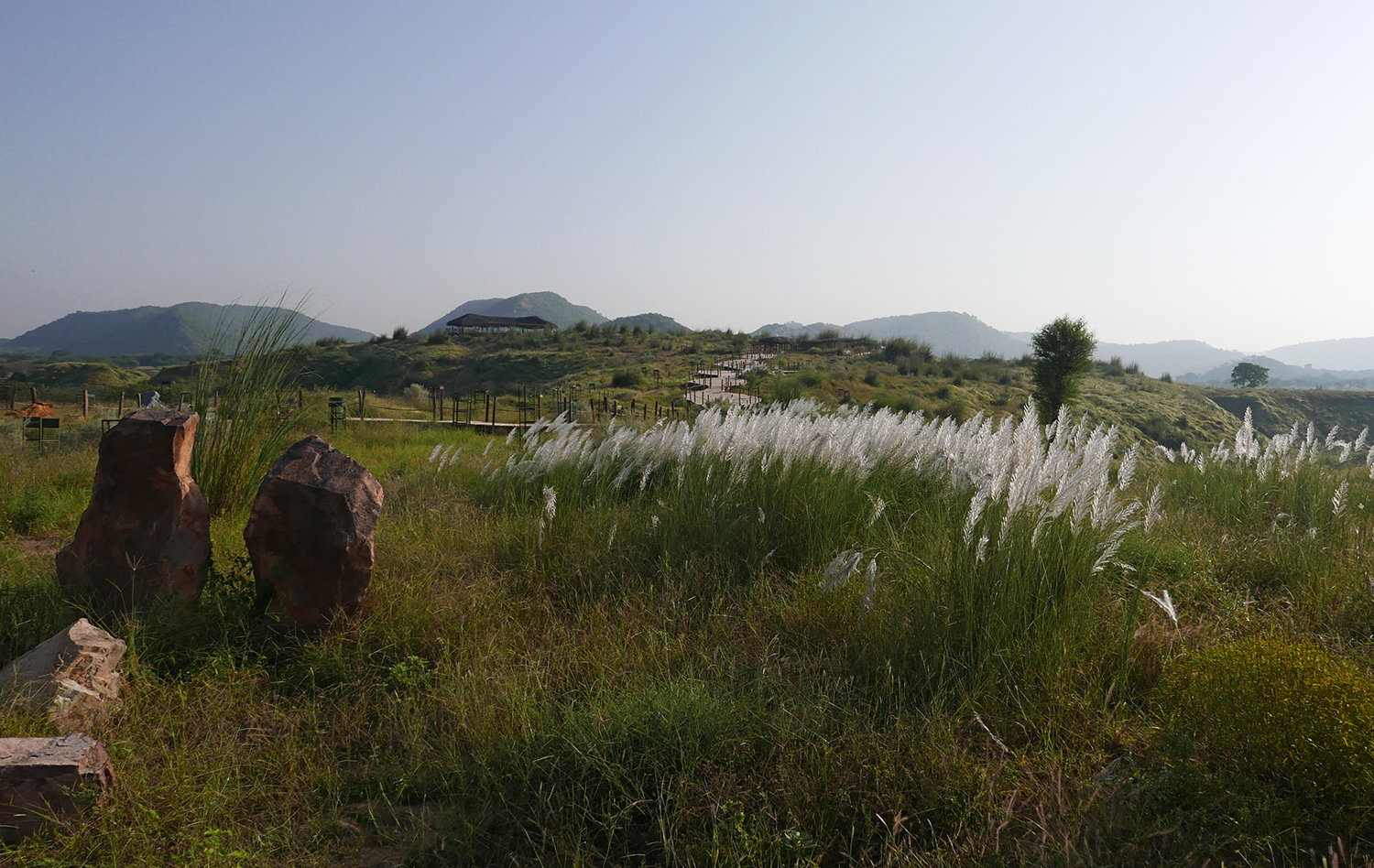 Kishanbagh sand dunes restoration